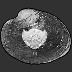 аверс 5 Dollars 2013 "Cyrtonaias Tampicoensis"